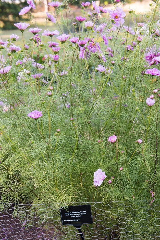 cosmea 'Double Click Rose Bonbon'