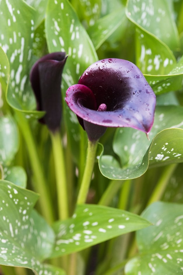 arum lily 'Cantor'