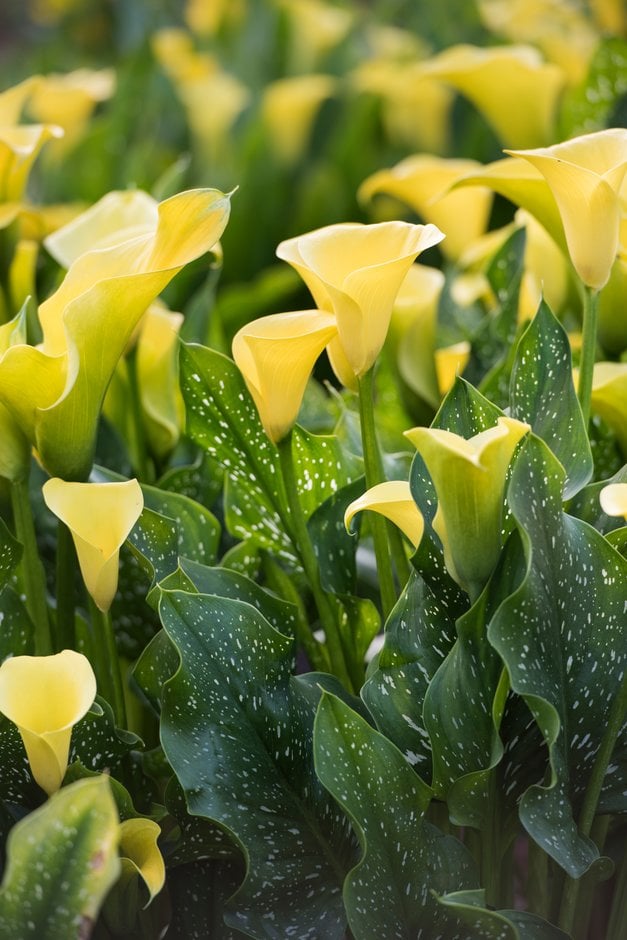 arum lily 'Captain Memphis'