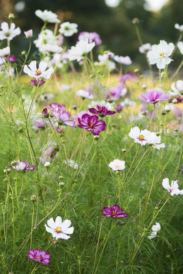 cosmea Fizzy Series Formula mixed