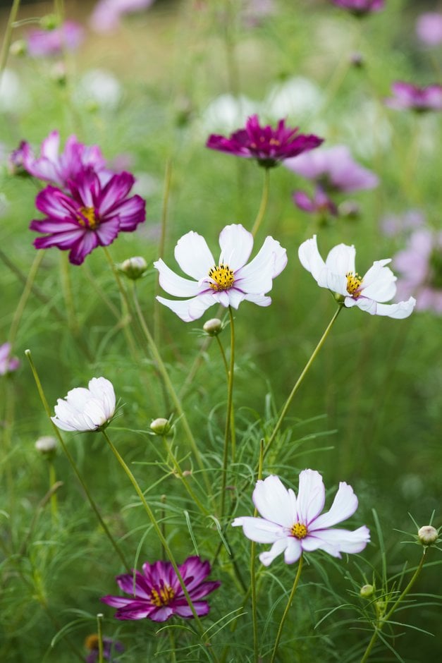 cosmea Fizzy Series Formula mixed