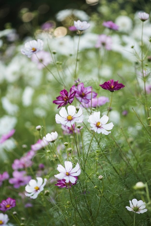 cosmea Fizzy Series Formula mixed