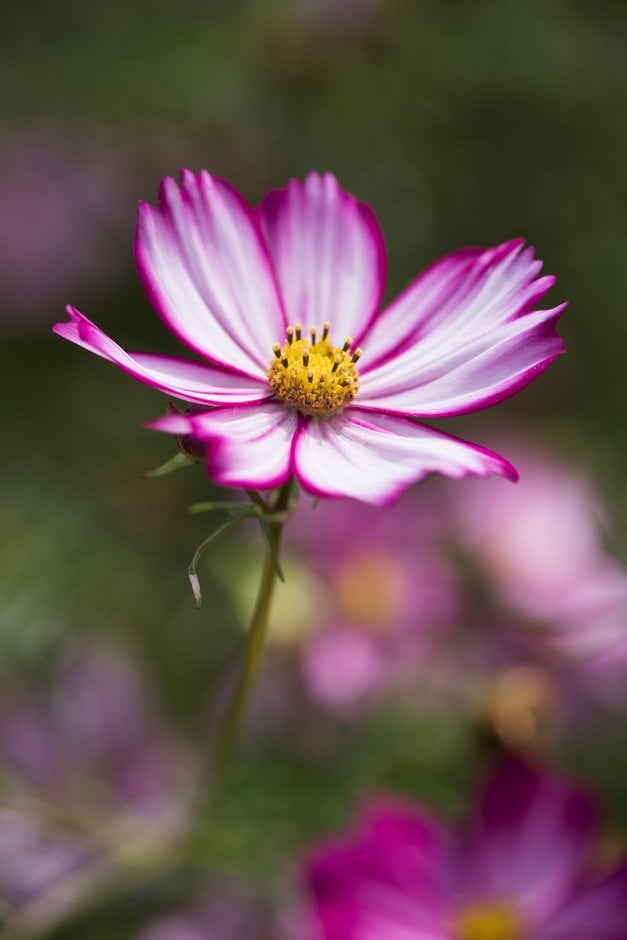 cosmea 'Cosimo Red-White'