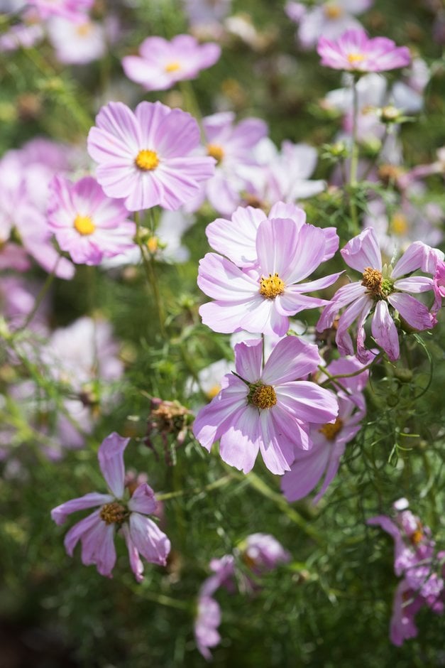 cosmea 'Cosimo Pink-White'