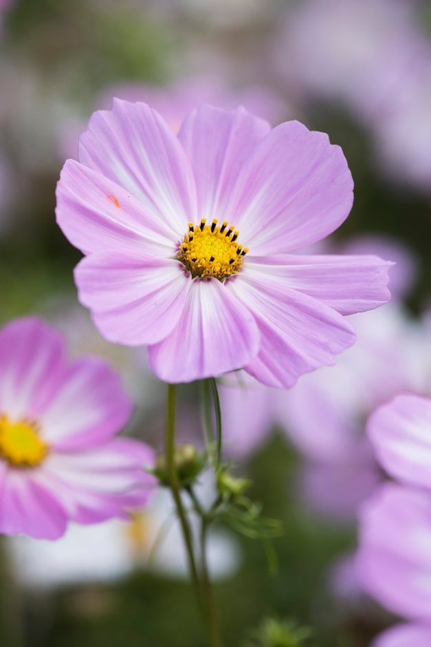 cosmea 'Cosimo Pink-White'