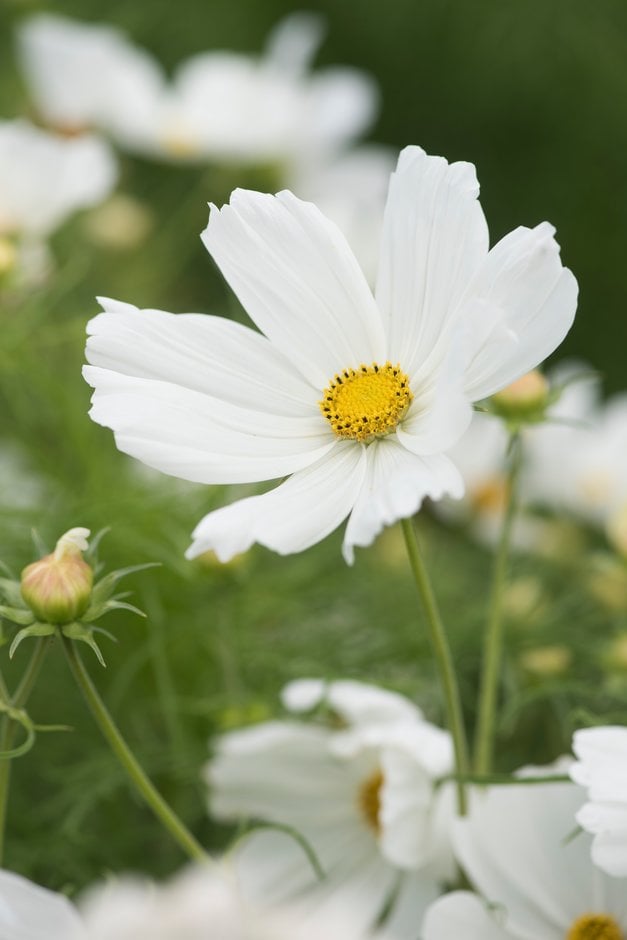 cosmea 'Cosmix White'