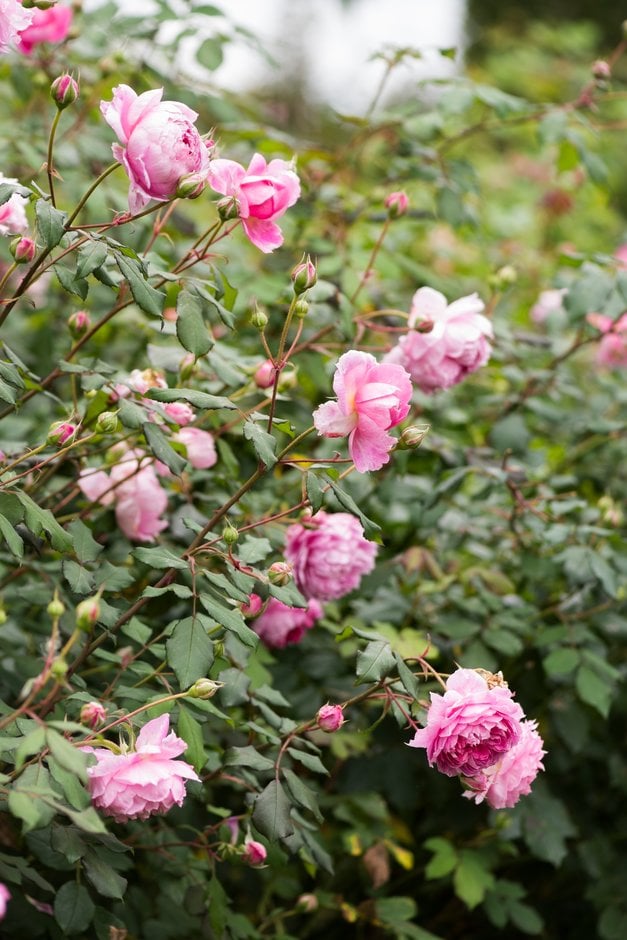 rose [Alan Titchmarsh]