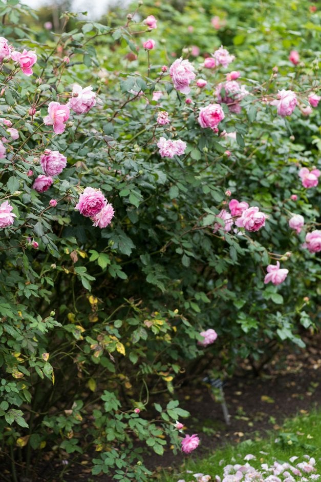 rose [Alan Titchmarsh]