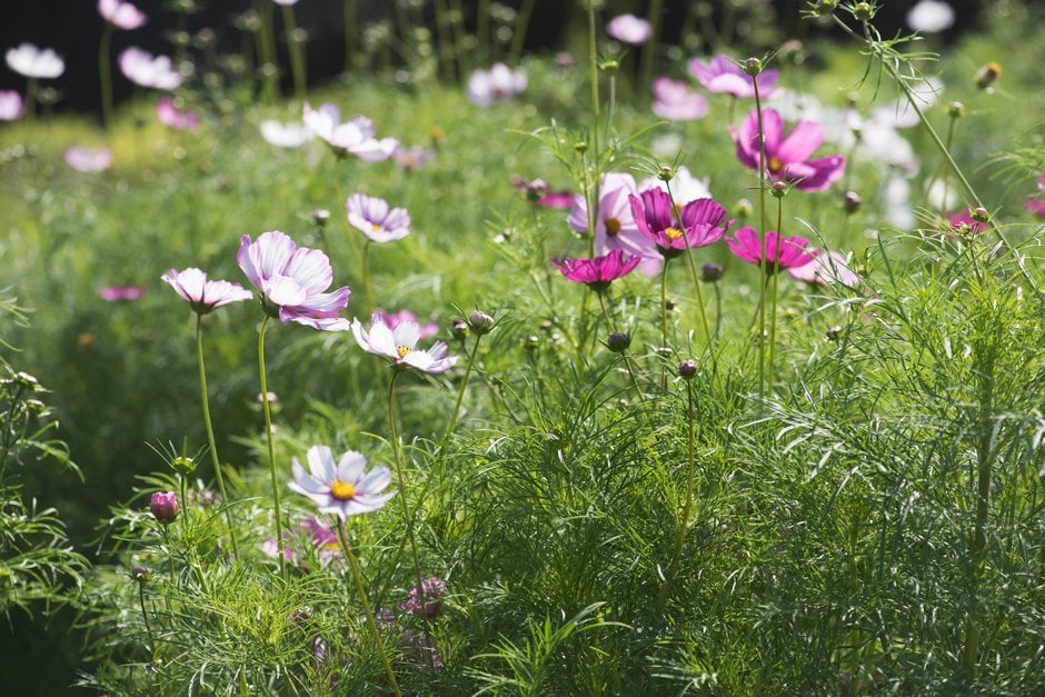 cosmea Fizzy Series Formula mixed