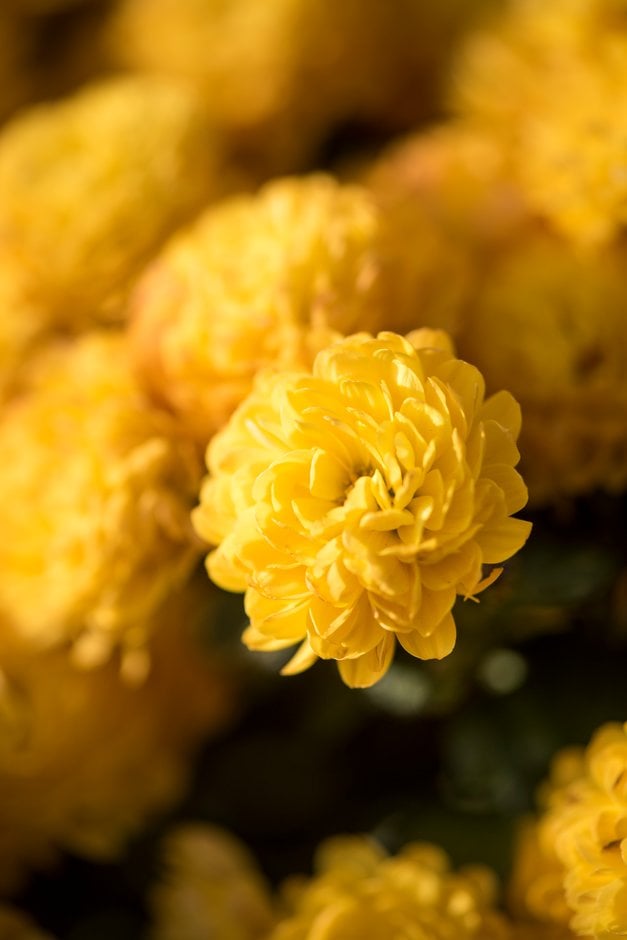 chrysanthemum 'Yoggi Gold'