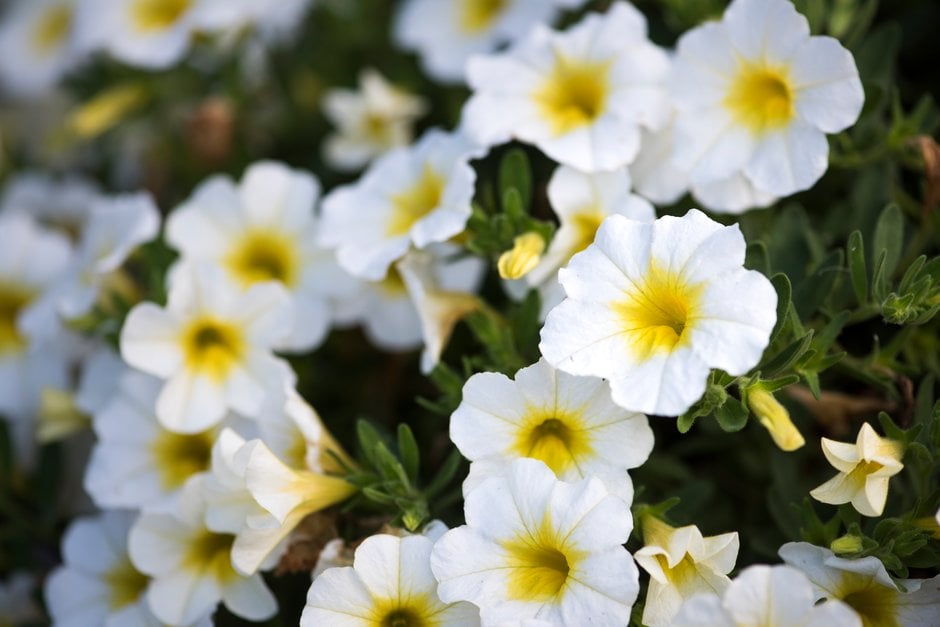 calibrachoa [MiniFamous Neo White + Yellow Eye]