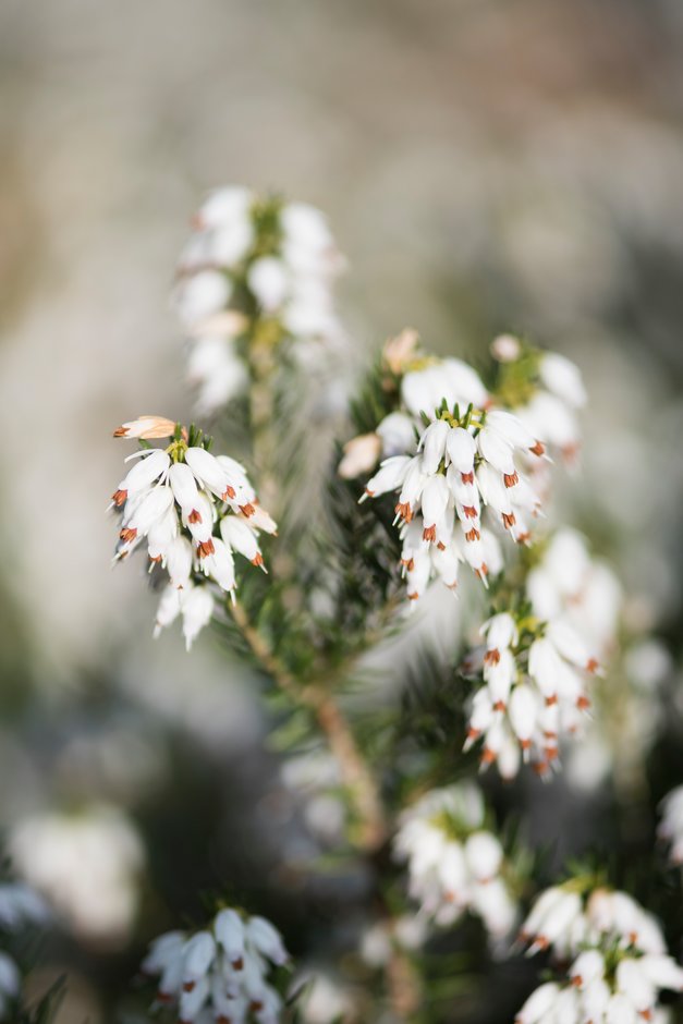 heather 'Spring Surprise'