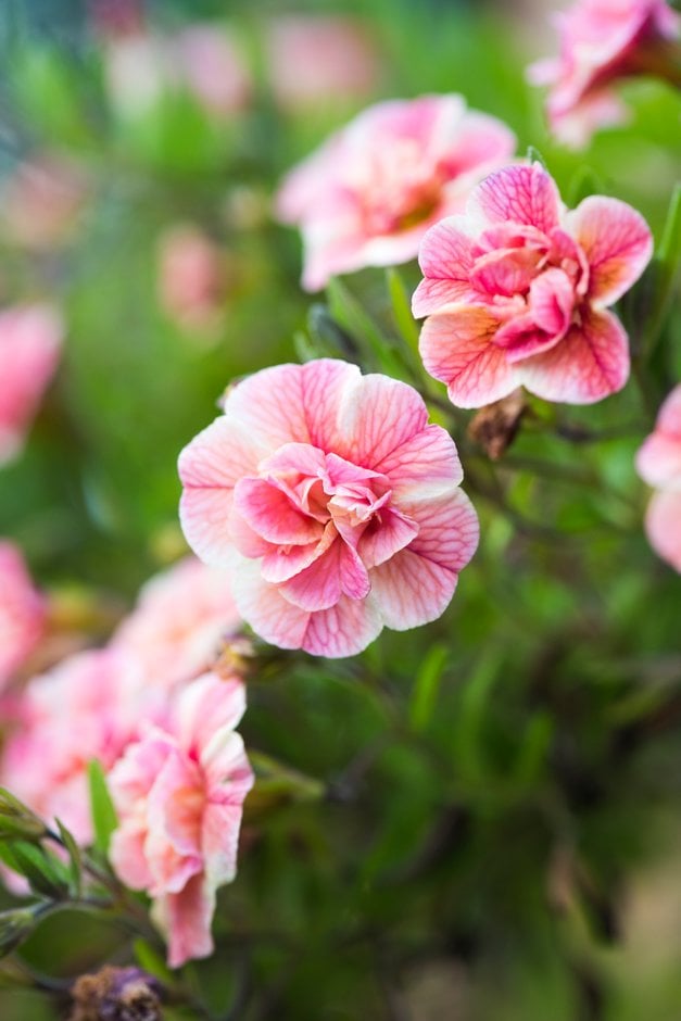 calibrachoa [Caloha Double Peach]