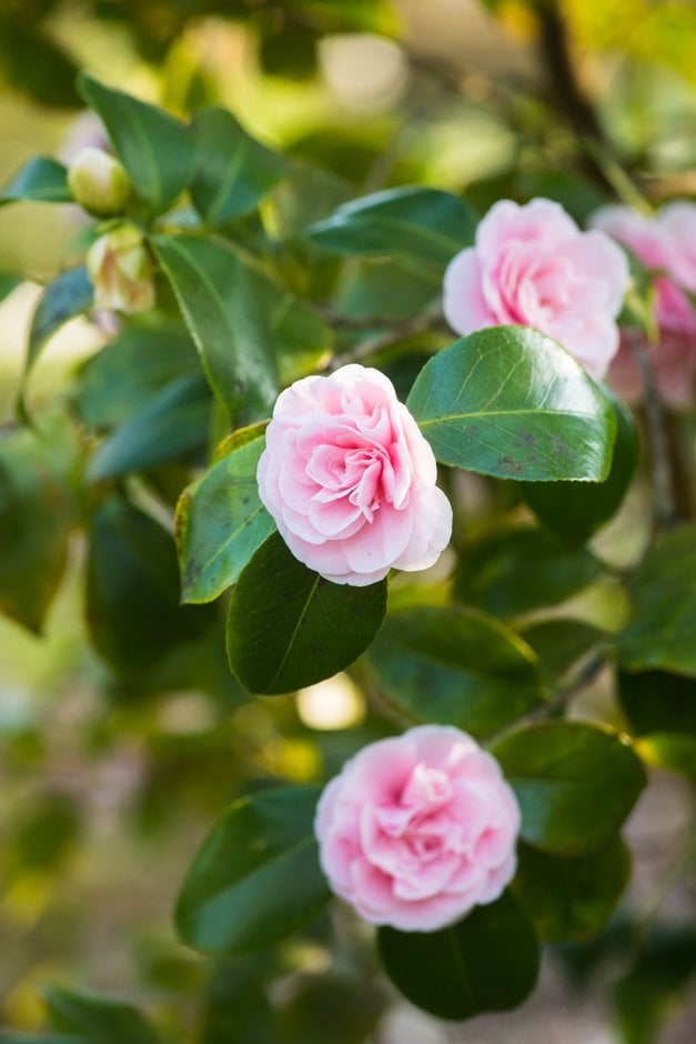 Camellia japonica 'Debutante'|camellia 'Debutante'/RHS Gardening