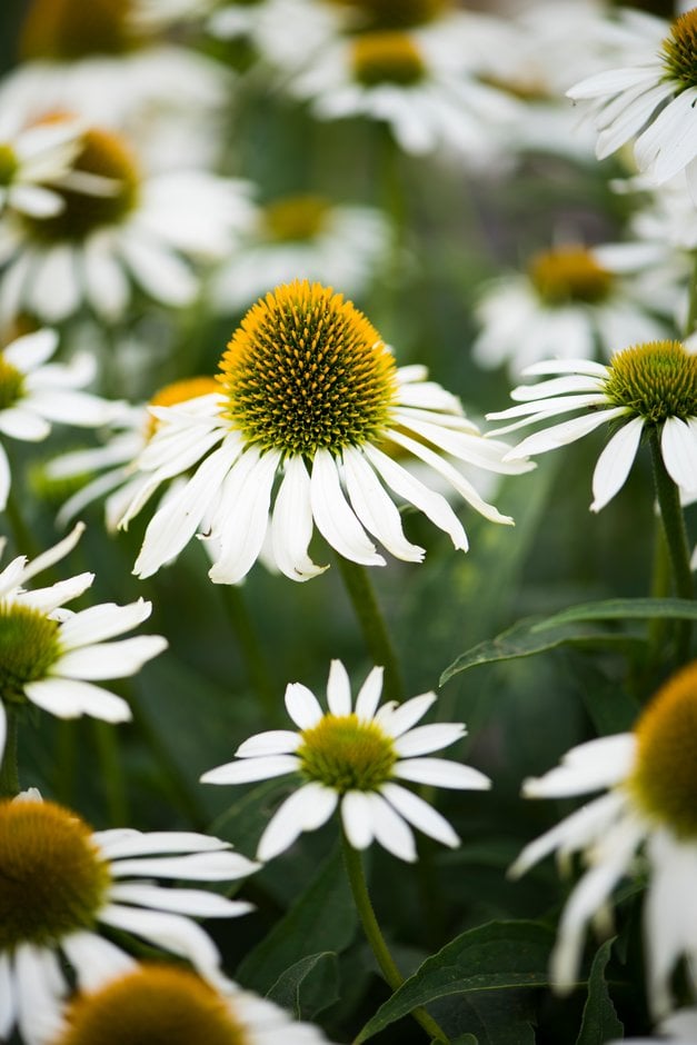 coneflower S10-310S