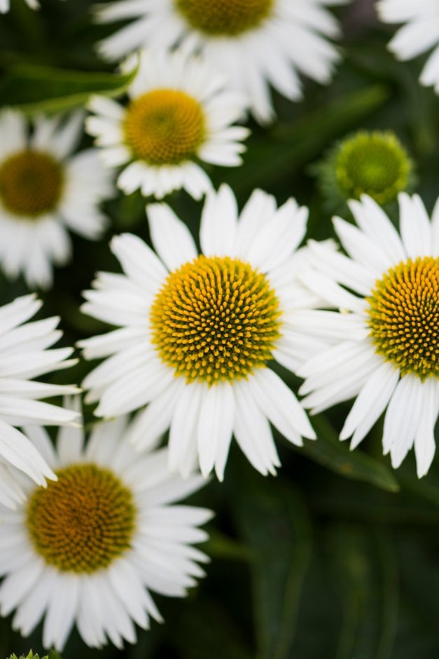coneflower 'White Meditation'