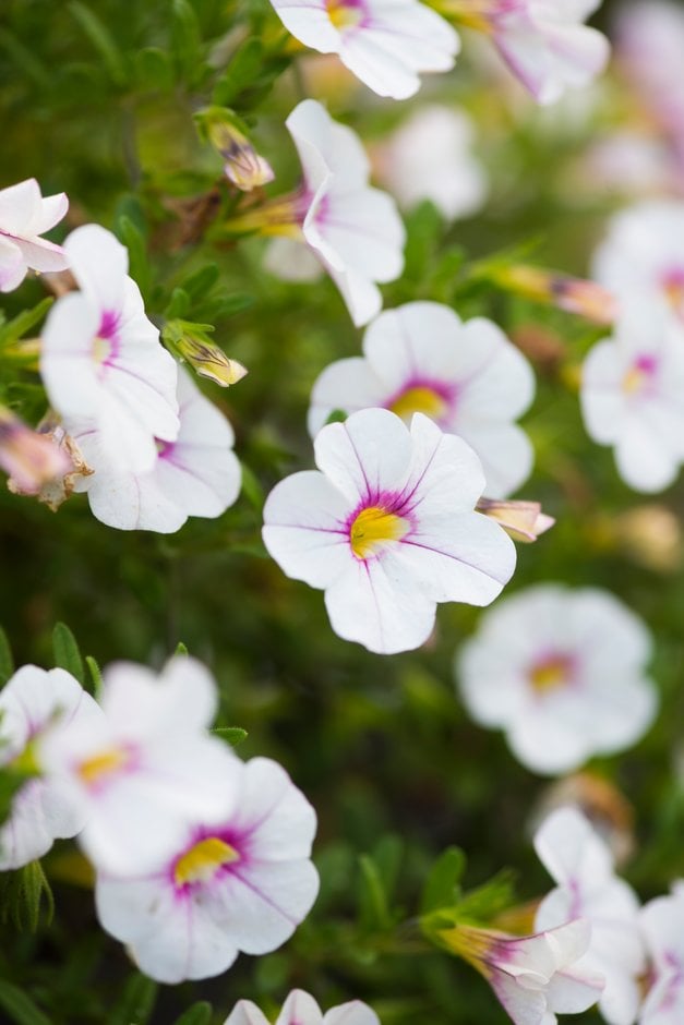 calibrachoa [Noa Almond Blossom]