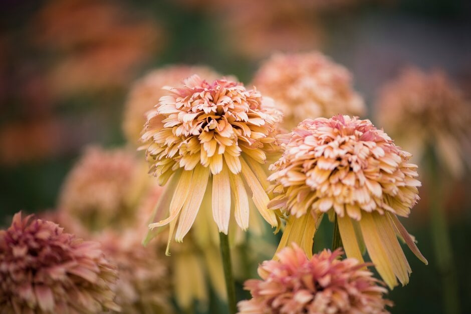 coneflower 'Marmalade'