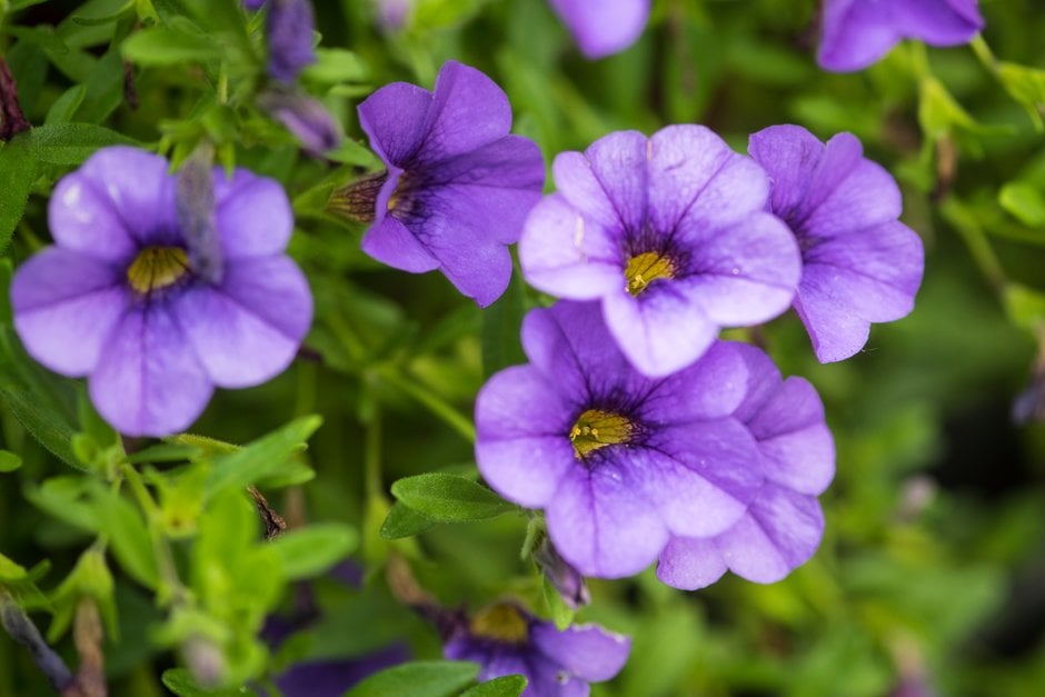 calibrachoa [MiniFamous Neo Blue]
