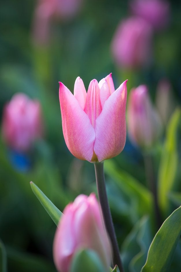 tulip 'Candy Prince'