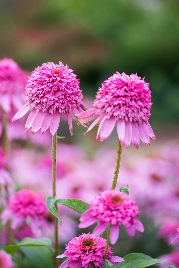 purple coneflower 'Razzmatazz'