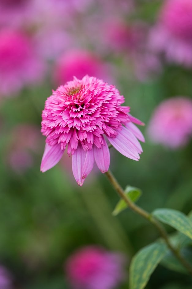 purple coneflower 'Razzmatazz'
