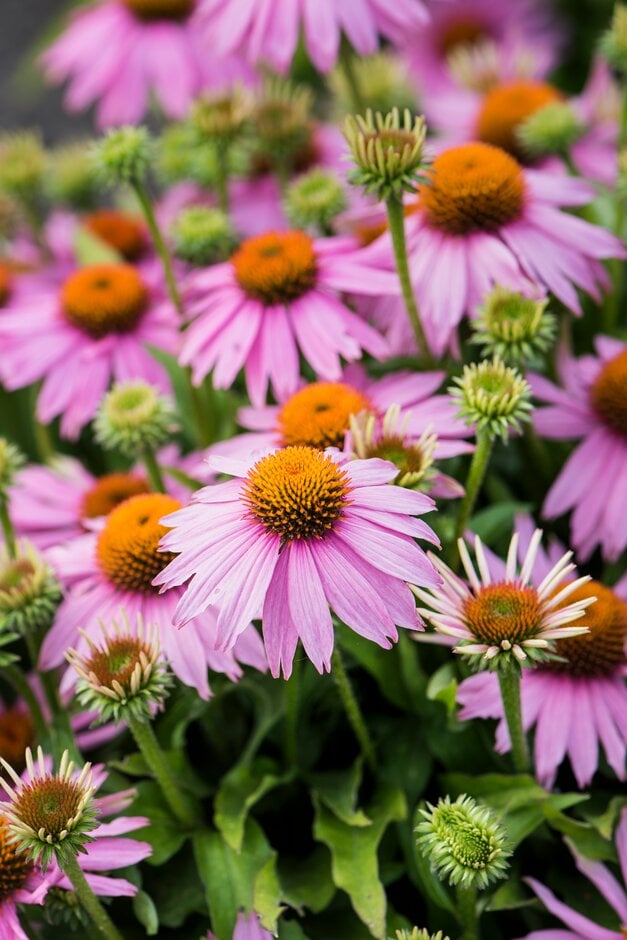 purple coneflower [Mistral]