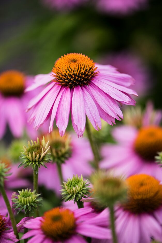 purple coneflower [Mistral]