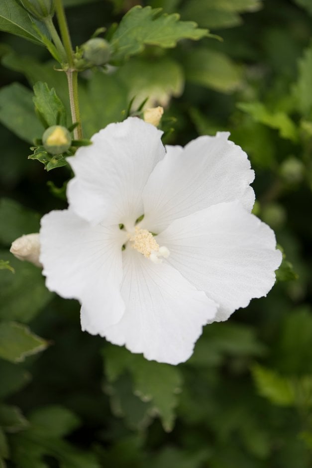 rose of Sharon 'Éléonore'
