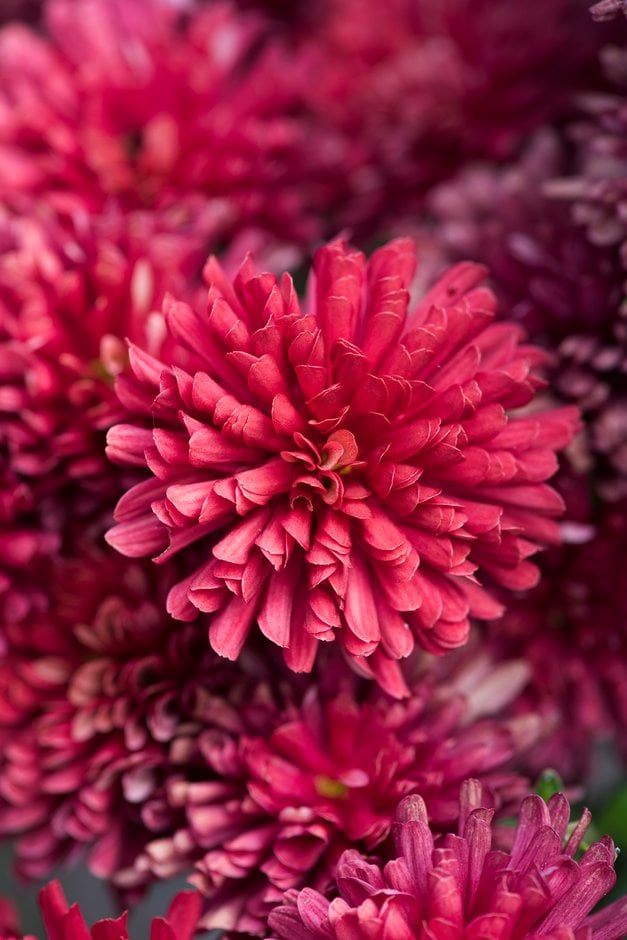 chrysanthemum [Bravo]
