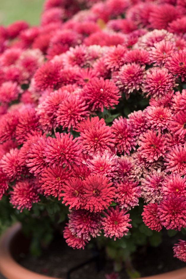chrysanthemum [Bravo]