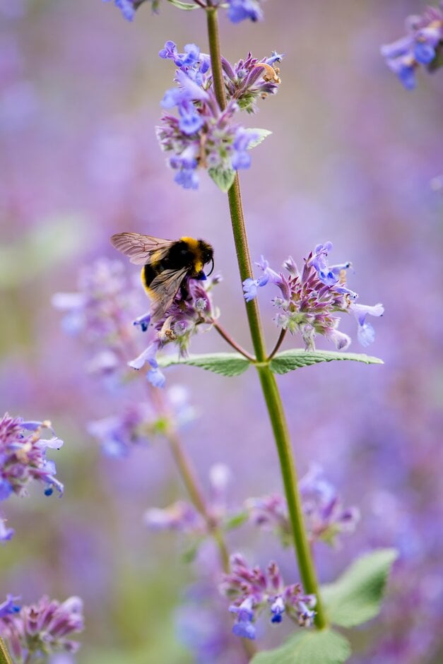 catmint 'Zinser's Giant'