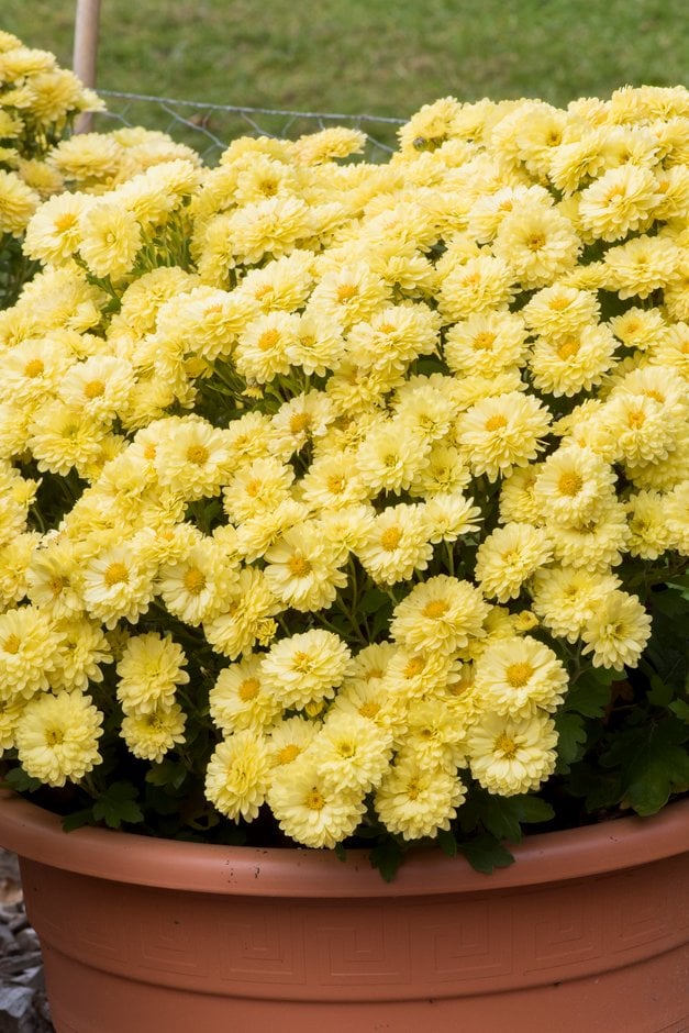 chrysanthemum [Holly]