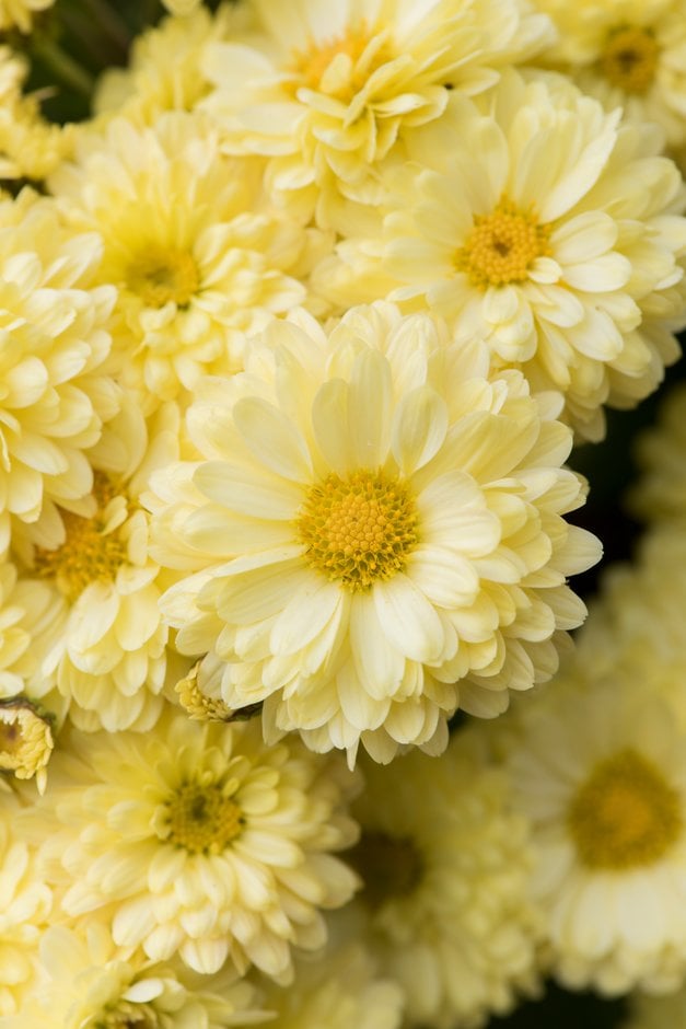 chrysanthemum 'Constable'