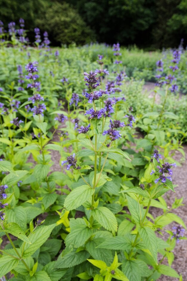 dark-flowered catmint