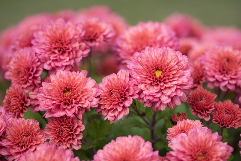 chrysanthemum 'Picasso'