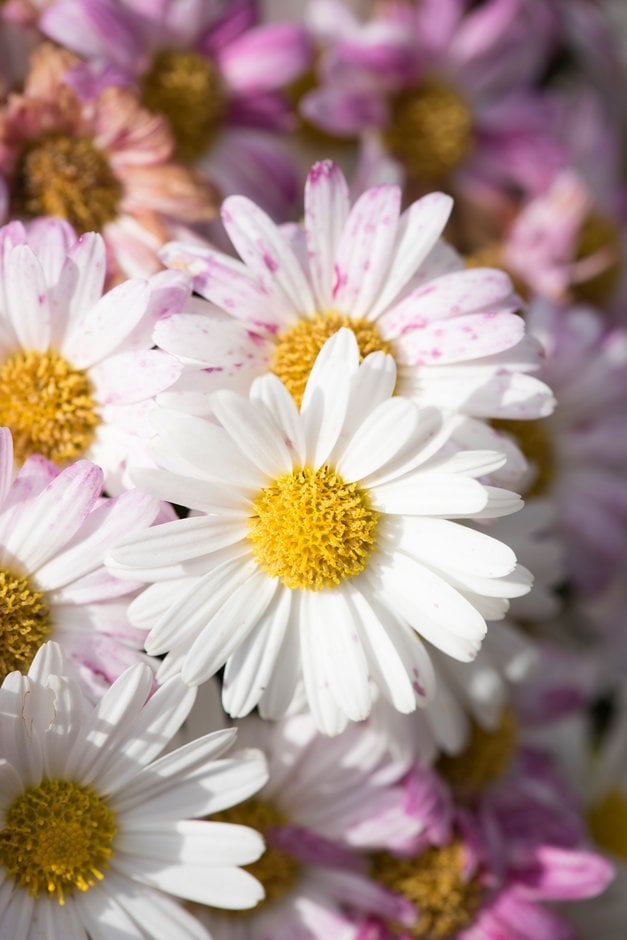 chrysanthemum 'Shepherd'