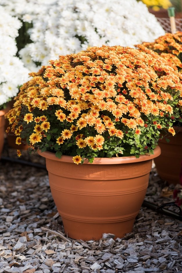 chrysanthemum 'Sicardo Orange'