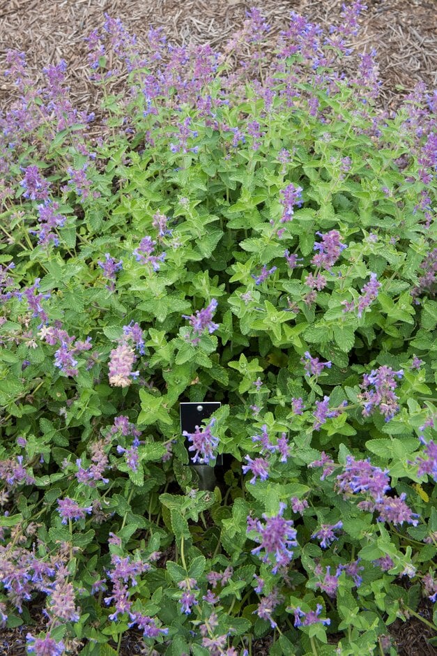 Nepeta racemosa &Little Titch& | catmint &Little Titch& Herbaceous ...