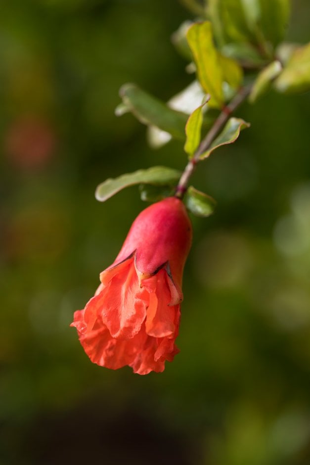 dwarf pomegranate