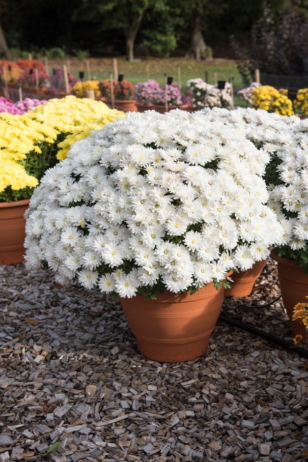 chrysanthemum 'Aluga White'