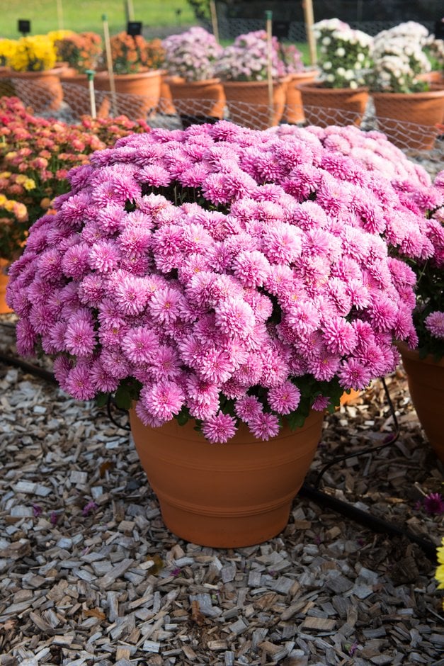 chrysanthemum 'Amiko violet'