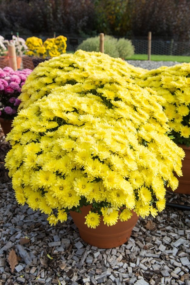 chrysanthemum 'Aluga Yellow'