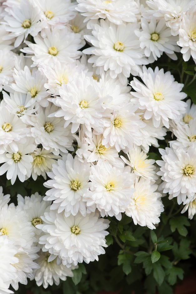 chrysanthemum 'Aluga White'