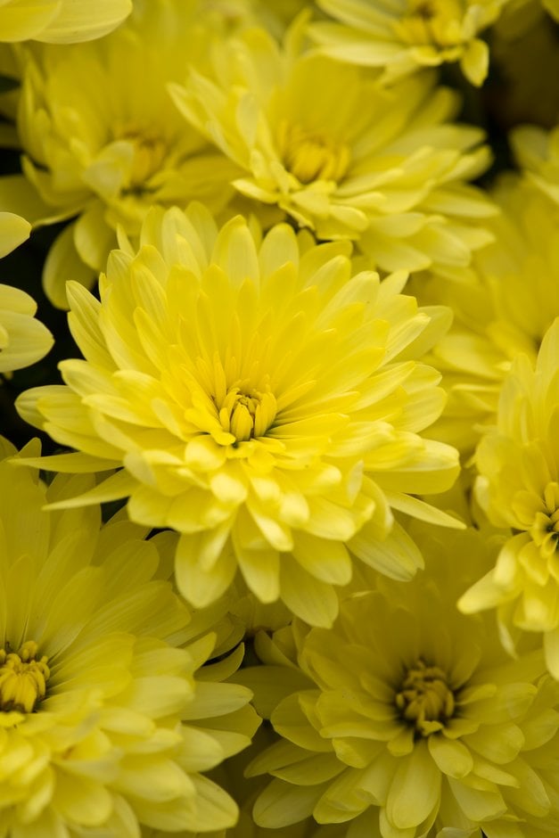 chrysanthemum 'Aluga Yellow'