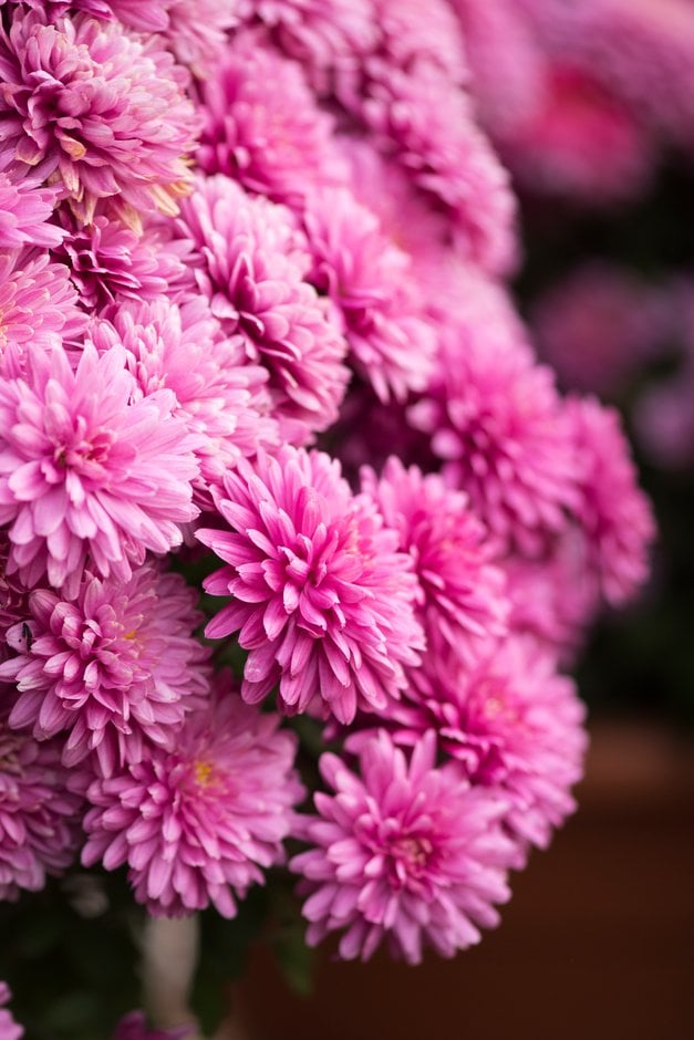 chrysanthemum 'Amiko violet'