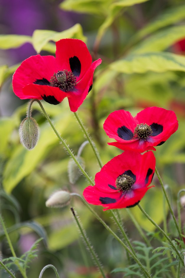 poppy 'Ladybird'