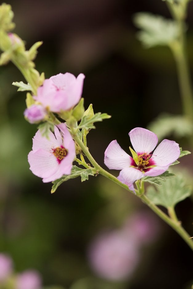 globe mallow 'Hopleys Lavender'