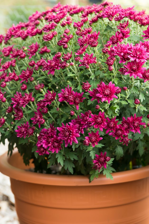 chrysanthemum 'Happy Jogger'