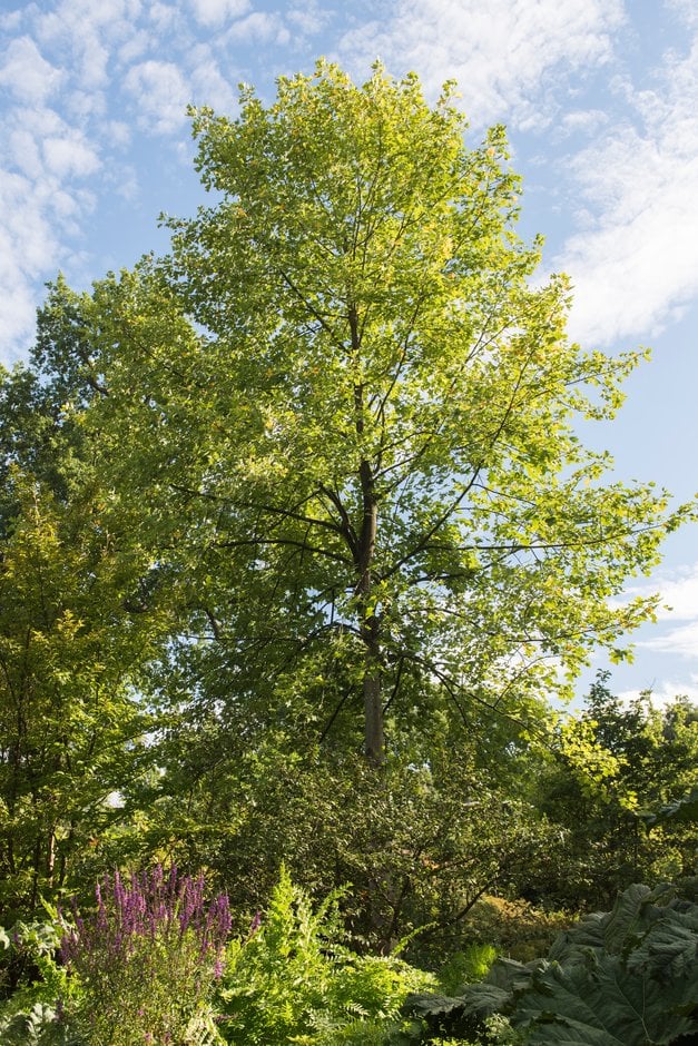 Chinese tulip tree